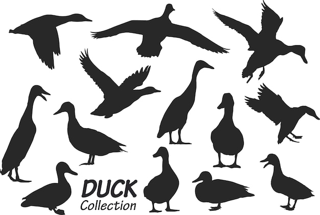 Silhouettes de canard