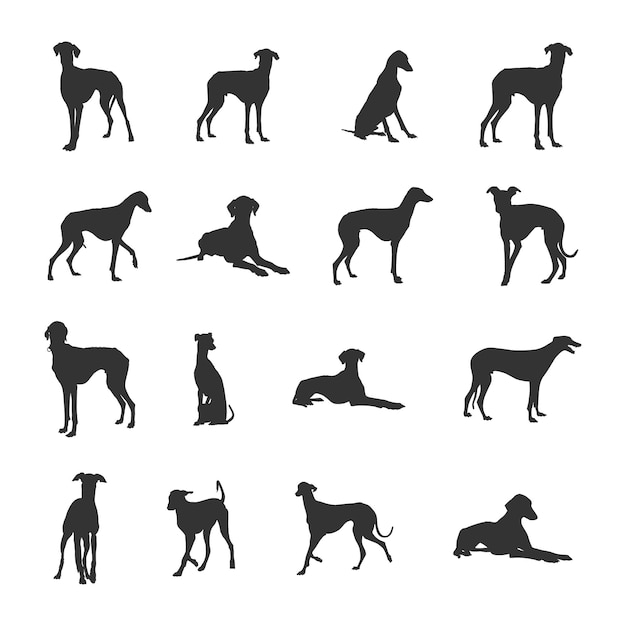 Silhouettes de chien Azawakh Silhouette Azawakh Chien Azawakh SVG Vecteur chien Azawakh