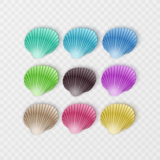 Silhouettes De Coquillages Colorés Sur Fond Blanc. Illustration Vectorielle