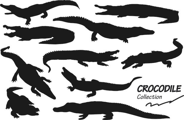 Silhouettes de crocodiles