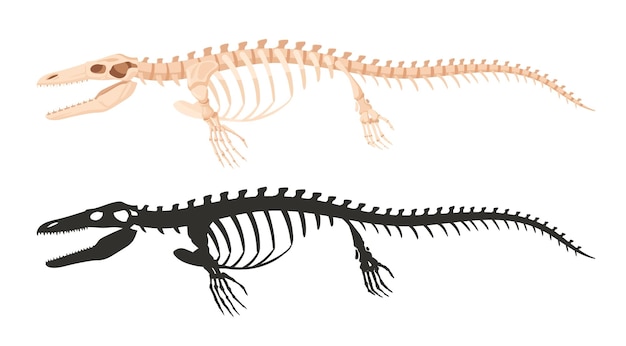 Vecteur les silhouettes du squelette d'ichthyosaurus les os fossiles de dinosaures archéologiques sous-marins du jurassique l'ichthyosaure rapteur illustration vectorielle plate squelette fossile d'eau ancienne