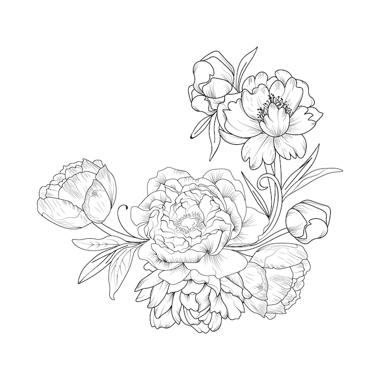 Vecteur silhouettes de fleurs sauvages à partir de simples lignes arts pivoine sur un livre de coloriage de conception de fond blanc.