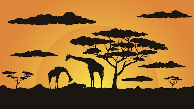 Des silhouettes de girafe sur le fond du soleil africain
