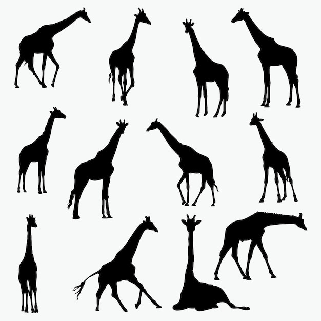 Silhouettes De Girafe