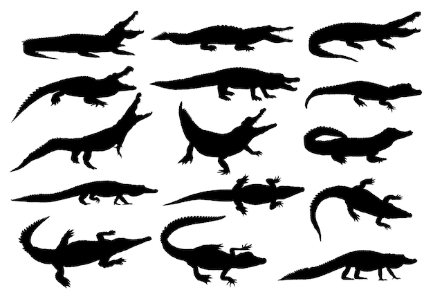 Des silhouettes de grands crocodiles