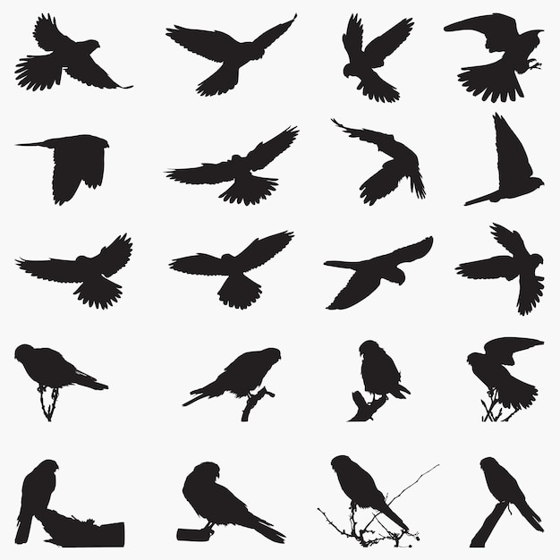 Silhouettes D'oiseaux Crécerelle