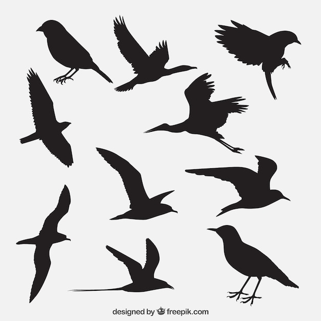 Silhouettes d&#39;oiseaux emballent