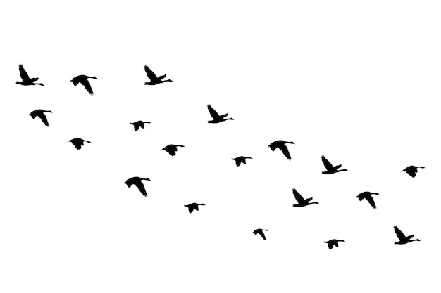 Silhouettes d'oiseaux volants isolés sur fond blanc