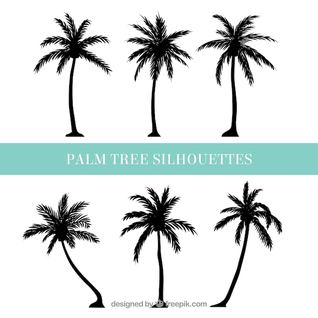 Silhouettes de palmiers