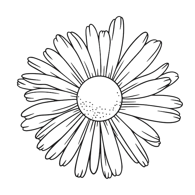 Vecteur silhueta flor margarida (marguerite à la silhouette)