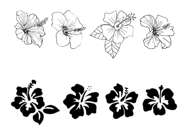 Vecteur simple dessin à la main en noir et blanc d'hibiscus