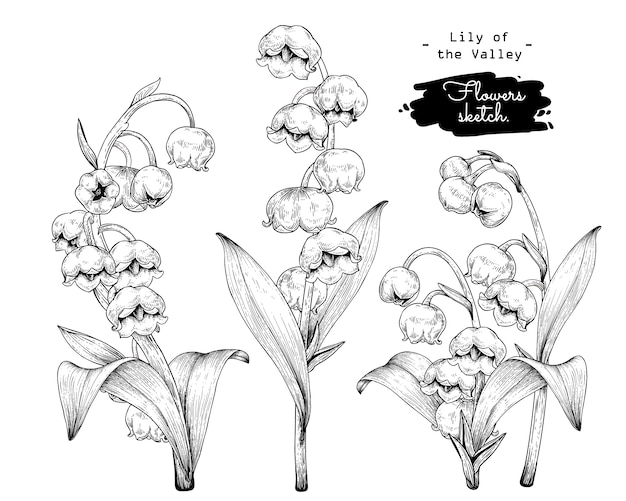 Sketch Floral Botany Collection, Dessins De Fleurs De Muguet.