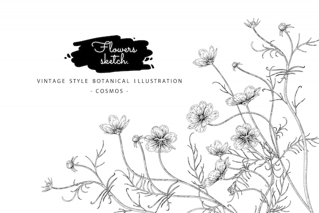 Sketch Floral Botany Collection