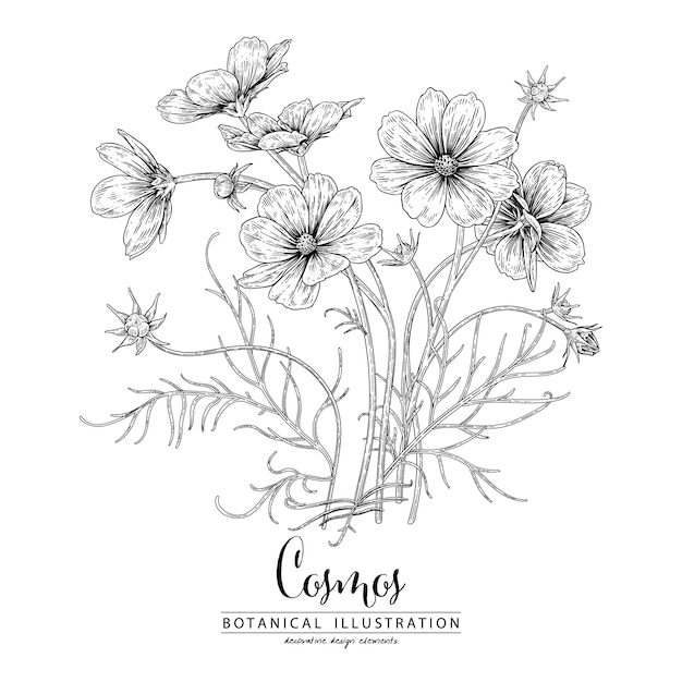 Vecteur sketch floral botany collection