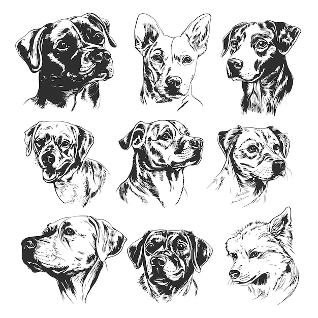Sketch d'un groupe de chiens