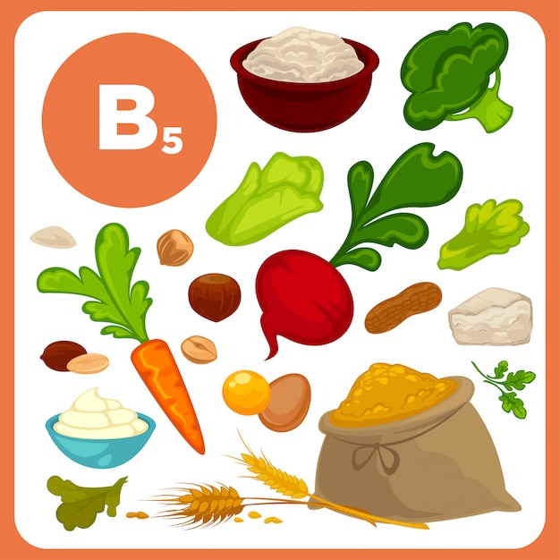 Vecteur sources alimentaires de vitamine b5.