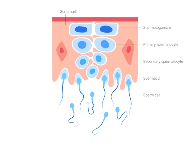 Vecteur spermatogenèse