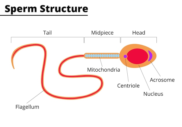 Spermatozoïde Structure morphologique du spermatozoïde Spermatozoïde humain et animal Vector