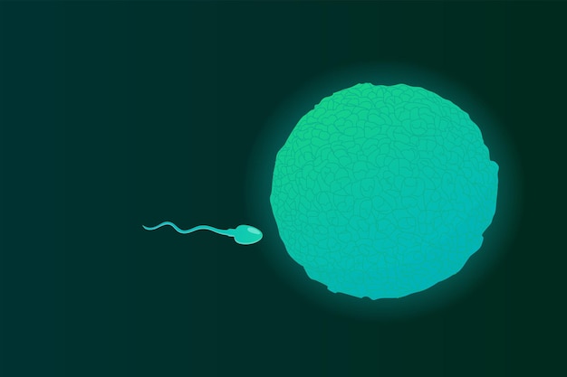 Vecteur le sperme féconde l'ovule