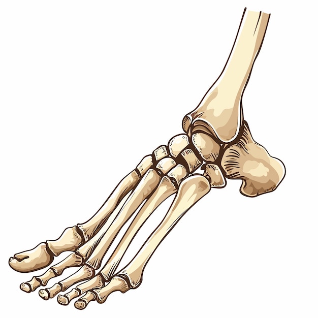 Vecteur squelette du pied vecteur illustration