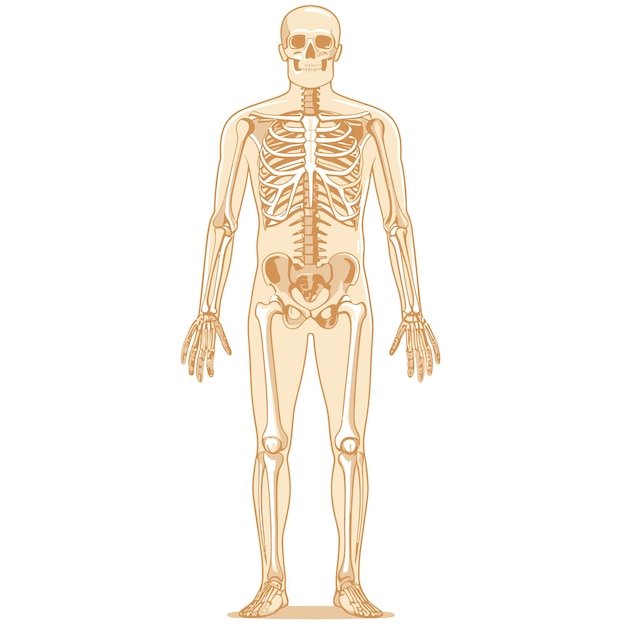 Vecteur squelette humain