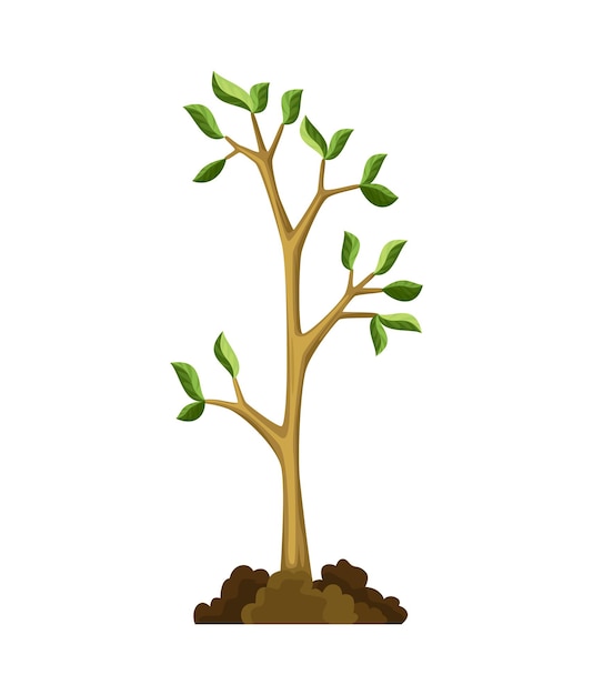 Stade de croissance de l'arbre. Croissance de petits arbres avec des feuilles et des branches vertes. Illustration de plantes naturelles.