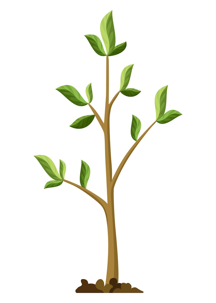 Vecteur stade de croissance des arbres croissance des petits arbres avec des feuilles et des branches vertes illustration du développement du cycle économique