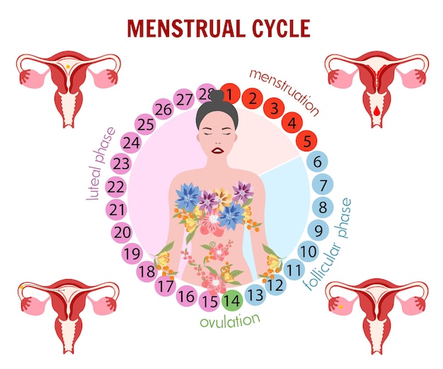 Vecteur stade du cycle menstruel et femme avec fleur en illustration vectorielle