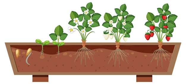 Les Stades De Croissance D'un Fraisier