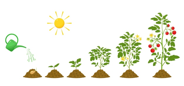 Vecteur stades de croissance de l'irrigation des tomates et conditions de germination des plantes en agriculture