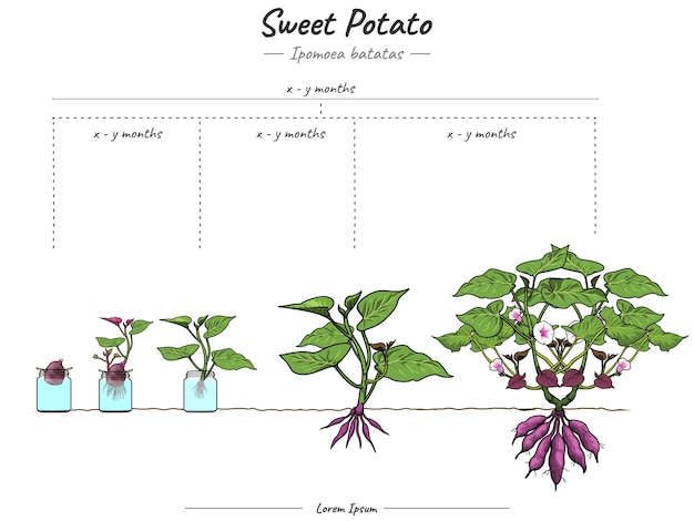 Vecteur stades de croissance de la patate douce ipomoea batatas