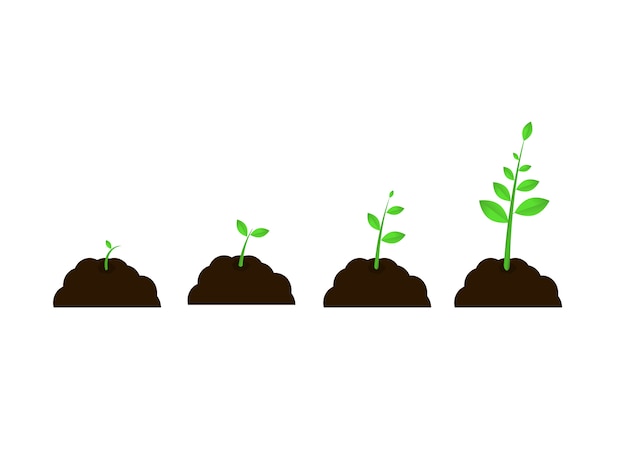 Stades De Croissance De La Plante