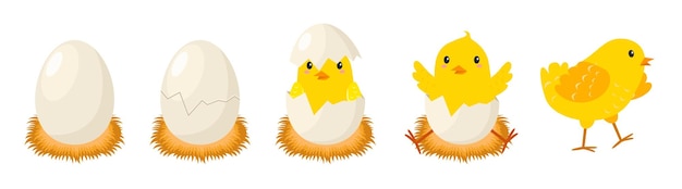 Vecteur stades d'éclosion du poulet nouveau-né petit poussin mignon petit bébé oiseau émergence de la coquille d'oeuf fissurée dans le nid de poules pondeuses concept de poussins de pâques concept de dessin animé de vecteur animal domestique