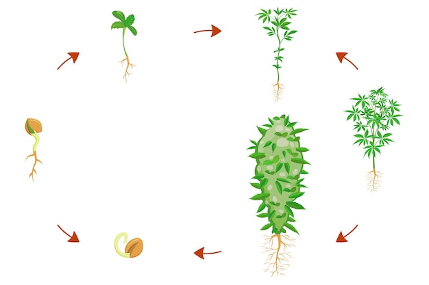 Stades de germination du cannabis Cycle de croissance des plantes infographiques sur la croissance du cannabis