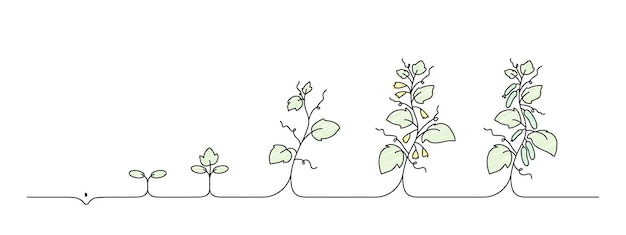 Stage De Croissance Du Concombre, Croissance Des Concombres, Dessin En Ligne, Illustration Vectorielle En Ligne Noire, Traits Modifiables