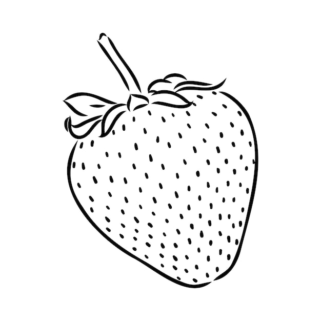 Strawberry Hand Drawn Vector Illustration Croquis Style Dessin Isolé Sur Fond Blanc Avec Lea