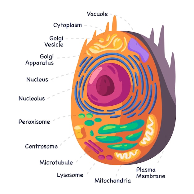 Vecteur structure de l'anatomie des cellules animales humaines diagramme de la mitochondie au noyau dessin de biologie cellulaire