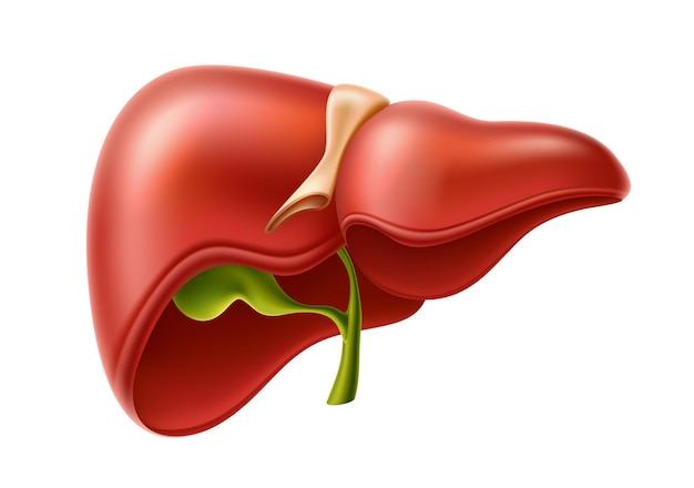 Structure d'anatomie du foie réaliste