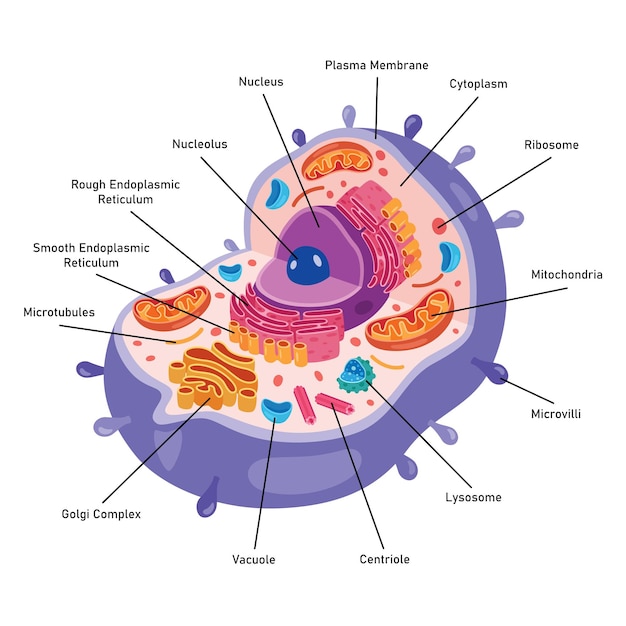 Vecteur la structure de la cellule humaine