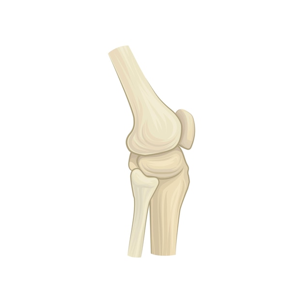 Vecteur structure de dessin animé de l'articulation du genou en bonne santé concept de squelette de l'anatomie humaine élément de conception pour livre médical ou dépliant icône vectorielle plane détaillée