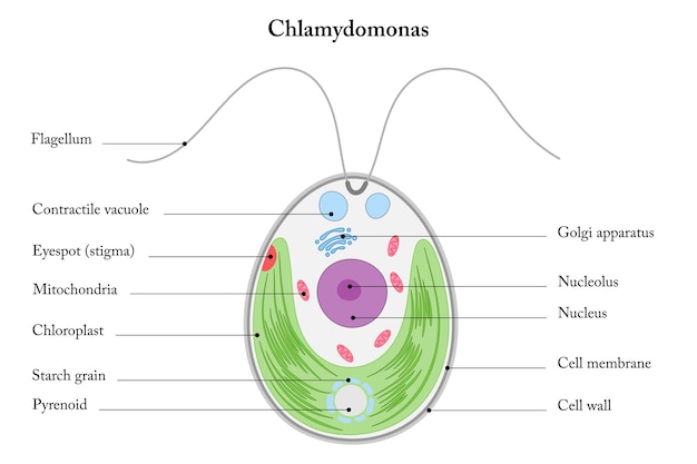 Vecteur structure du diagramme de chlamydomonas algues vertes sur fond blanc