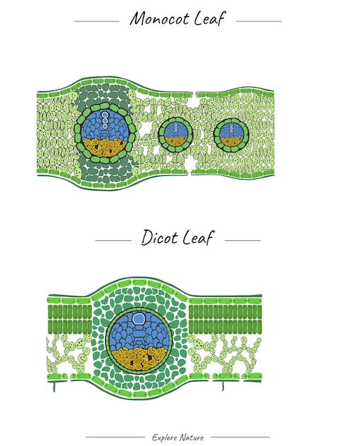 Structure Du Modèle De Feuille De Monocot Et De Feuille De Dicot