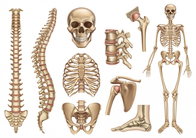 Structure du squelette humain. Crâne, colonne vertébrale, cage thoracique, bassin, articulations. Anatomie et médecine, jeu d'icônes 3d