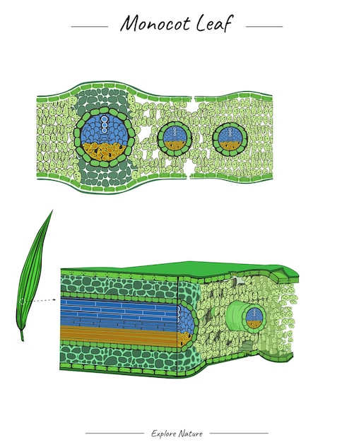 Structure de feuille de monocotylédone ou modèle d'anatomie