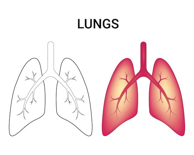 Structure De L'illustration Du Vecteur Pulmonaire