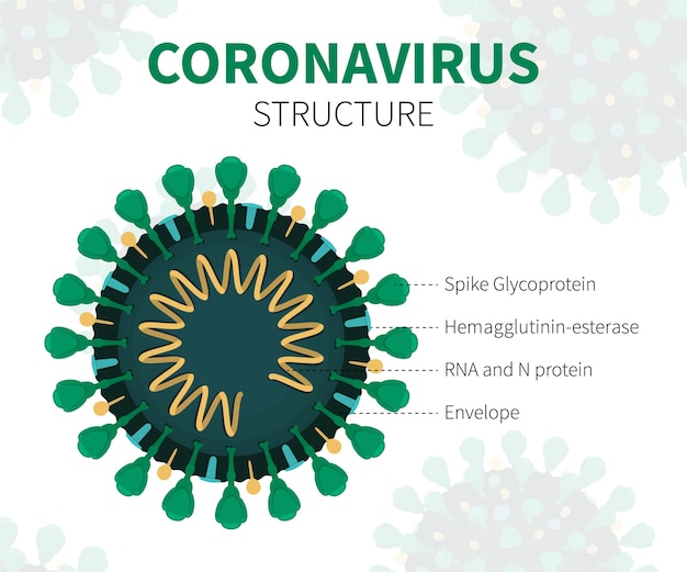 Structure interne du COVID-19 vert avec description