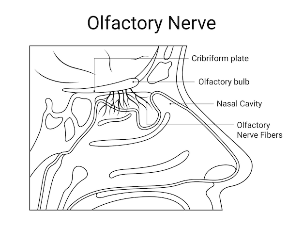 Structure interne du nerf olfactif humain dans le style linéaire