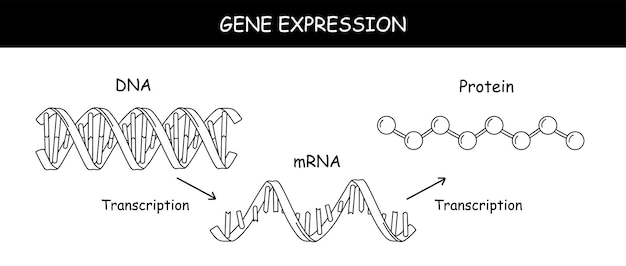 Structure moléculaire de l'ADN et de l'ARN Infographique illustration vectorielle éducative