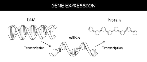 Structure Moléculaire De L'adn Et De L'arn Infographique Illustration Vectorielle éducative