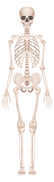 Structure osseuse humaine Anatomie du squelette vue de devant